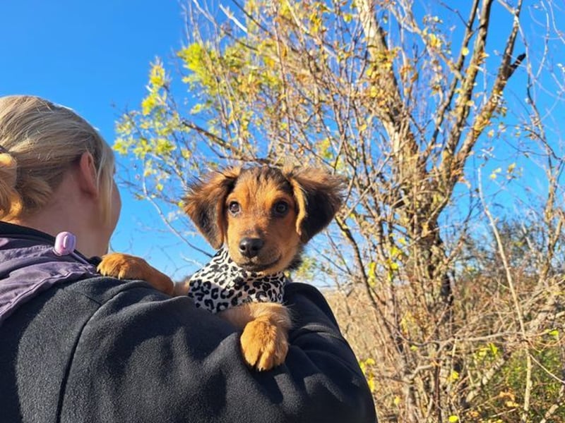 Little Browny, bezaubernder Clown, ca. 4 Monate, ca. 21 cm, ca. 3 kg *bald in 24340 Eckernförde*