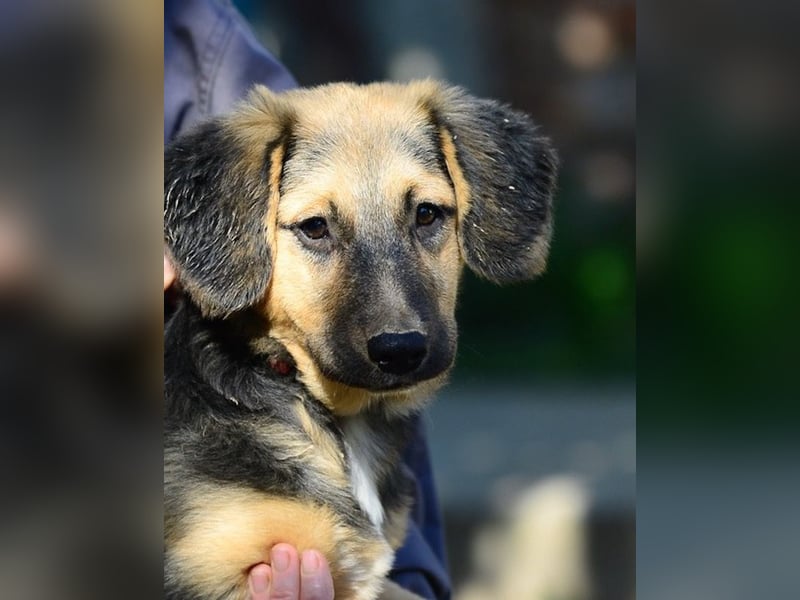 Faye, fröhliche Welpenmaus, ca. 3 Monate, ca. 38 cm, ca. 6kg