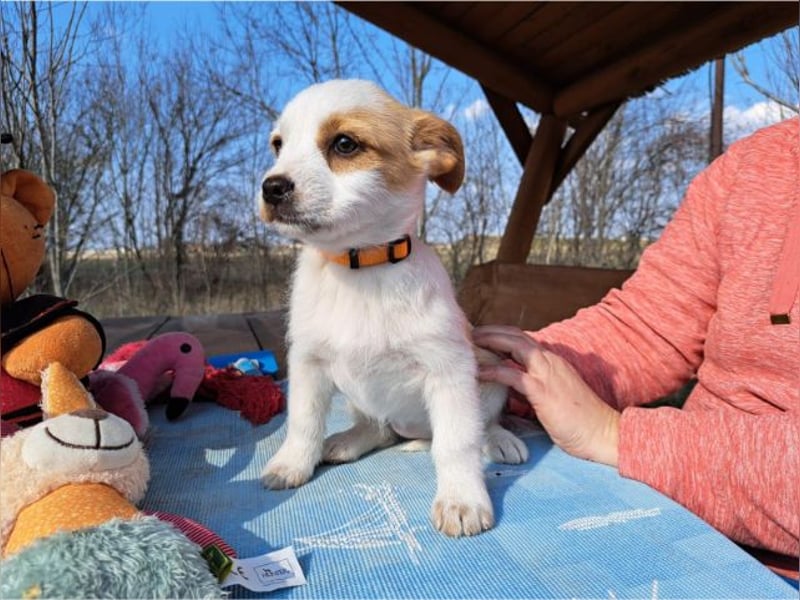 Ida, selbstbewusste Welpendame, ca. 2 Monate, ca. 22 cm, ca. 3 kg