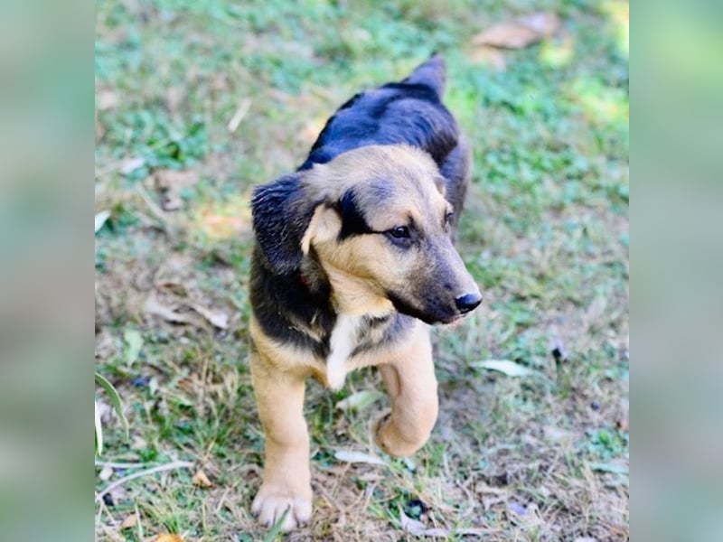 Faye, fröhliche Welpenmaus, ca. 3 Monate, ca. 38 cm, ca. 6kg