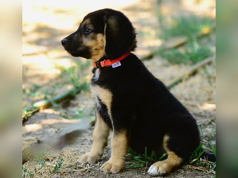 Faye, fröhliche Welpenmaus, ca. 3 Monate, ca. 38 cm, ca. 6kg