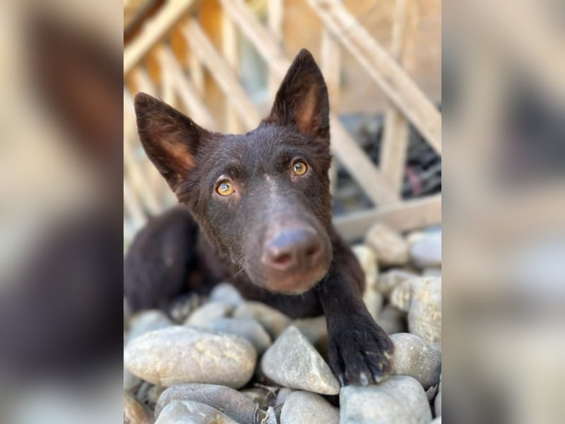 Frodó, lustiges Kämpferherz, ca. 6 Monate, ca. 38 cm, ca. 8kg