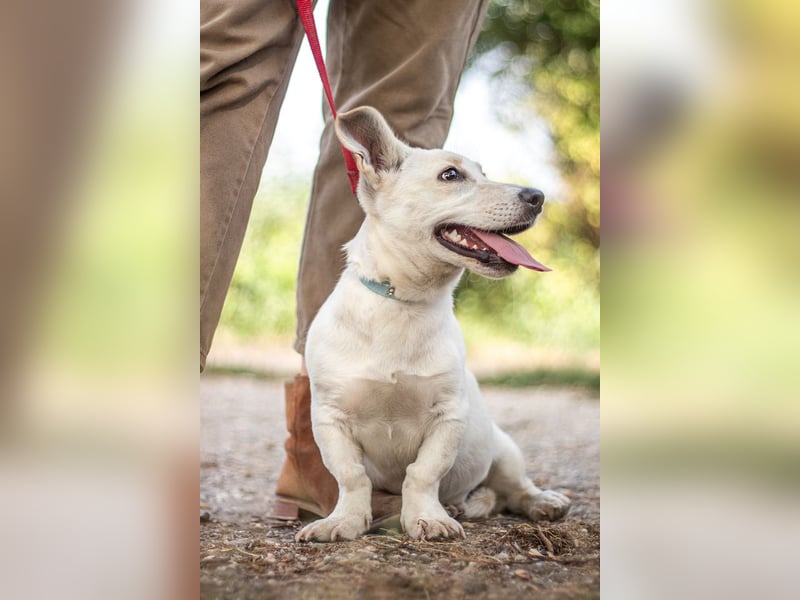 Bob, zurückhaltender Herzensbrecher, ca. 8 Monate, ca. 30cm, ca. 9kg *in 49326 Melle*