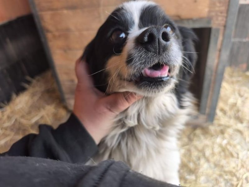 Ede, verschmuster kleiner Rüde, ca. 2 Jahre, ca. 32 cm, ca. 11 kg