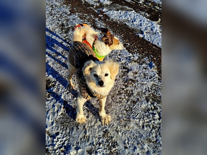 Ivan, kleiner Herzenshund, ca. 13 Jahre, ca. 36cm, ca. 9kg *in 52457 Aldenhoven*