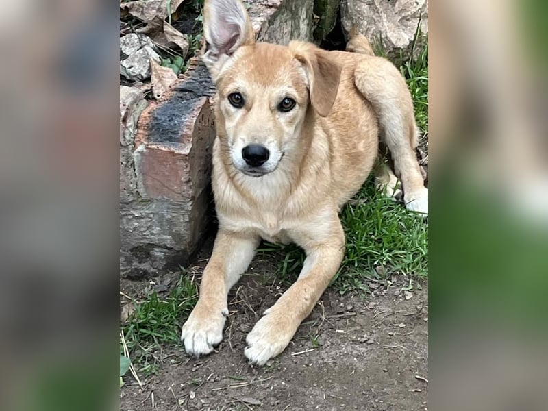 Stefi, angehende Herzensbrecherin, ca. 7 Monate, ca. 9 kg, ca. 40cm