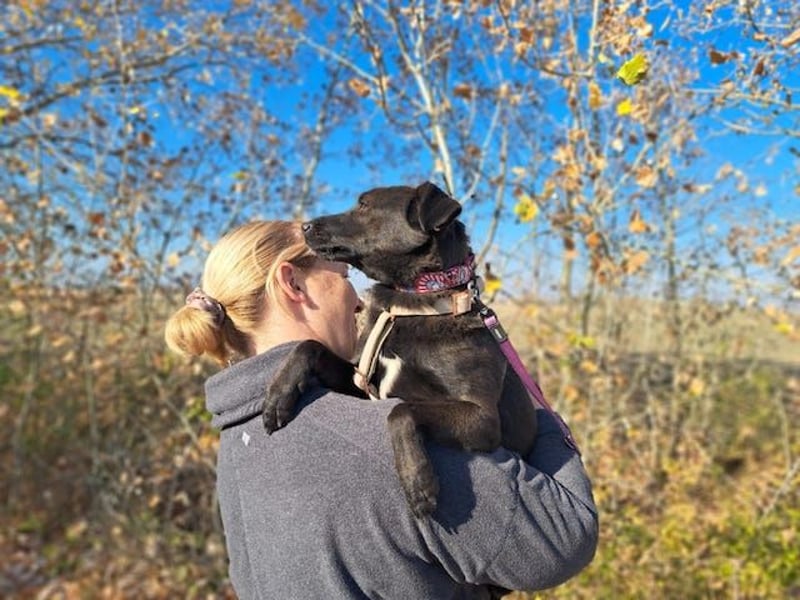 Hedike, sanfte Schönheit, ca. 2 Jahre, ca. 38 cm, ca. 10 kg *in 79585 Steinen*