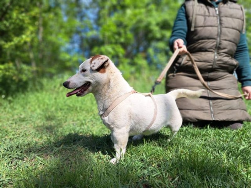 Jack, fröhlicher Wirbelwind, ca. 2 Jahre, ca. 27 cm, ca. 8 kg