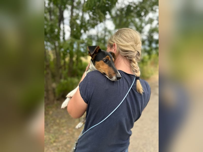 Felix, verschmuster Glückspilz, ca. 1 Jahr, ca. 37cm, ca. 7kg *in 63110 Rodgau*