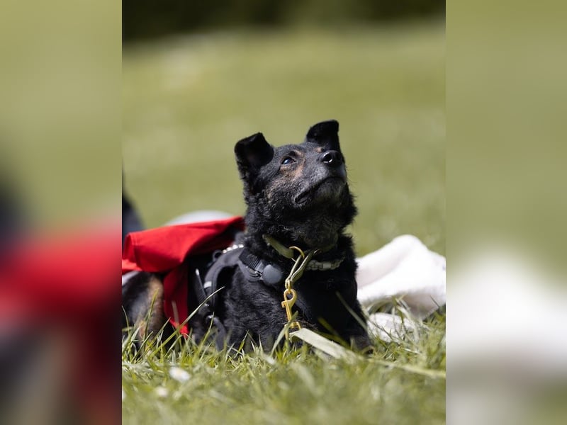 Dante, liebenswerter Rüde, ca. 7 Jahre, ca. 12 kg, ca. 40 cm *in 83024 Rosenheim*