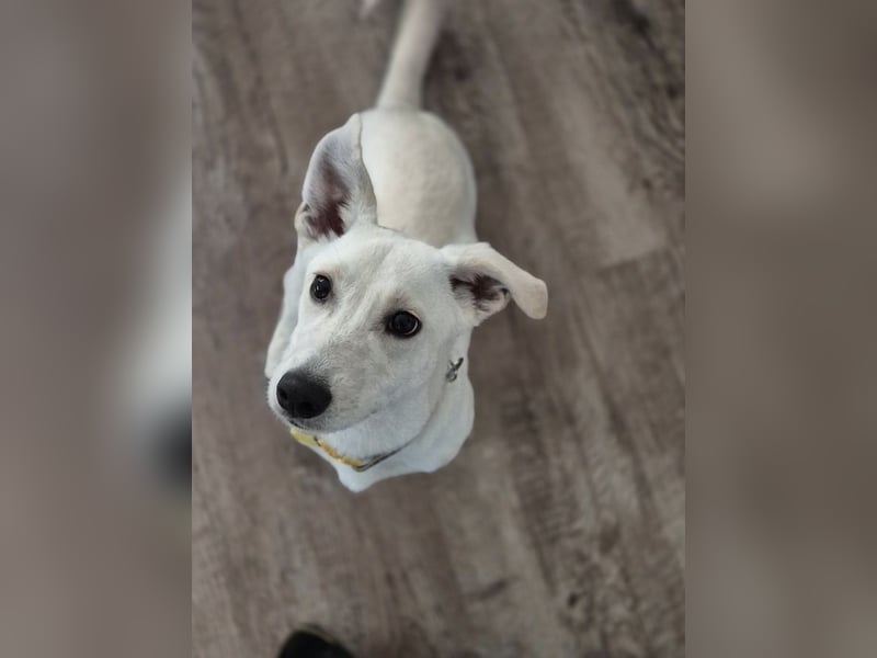 Bob, zurückhaltender Herzensbrecher, ca. 8 Monate, ca. 30cm, ca. 9kg *in 49326 Melle*