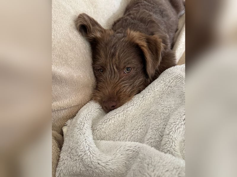 Marilyn, sanfte Welpenmaus, ca. 4 Monate, ca. 25 cm, ca. 6 kg *in 88299 Leutkirch*