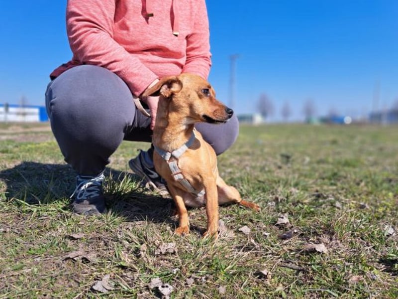 Amie, offene Begleiterin, ca. 2 Jahre, ca. 32 cm, ca. 7 kg