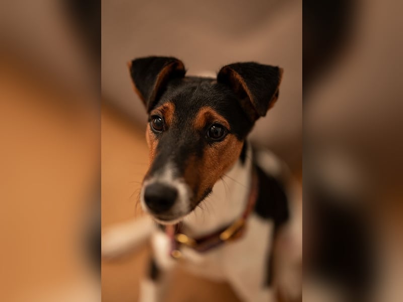 Felix, verschmuster Glückspilz, ca. 1 Jahr, ca. 37cm, ca. 7kg *in 63110 Rodgau*