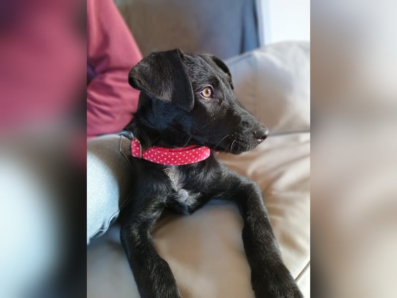 Malia, zuckersüßes Welpenmädchen, ca. 4 Monate, ca. 27 cm, ca. 5 kg *in 88299 Leutkirch*