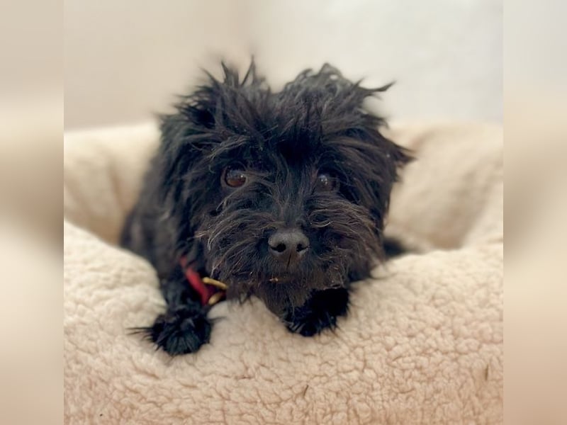 Karla, besondere Herzenshündin, ca. 4 Jahre, ca. 4 kg *in 80687 München*