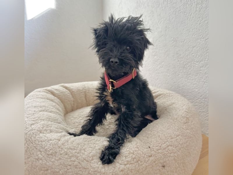 Karla, besondere Herzenshündin, ca. 4 Jahre, ca. 4 kg *in 80687 München*