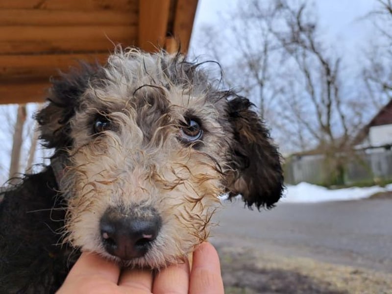 Marlon, zartes Seelchen, ca. 3 Monate, ca. 30 cm, ca. 7 kg