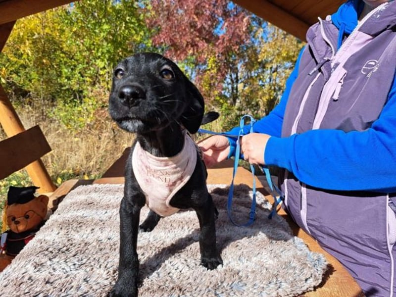 Malia, zuckersüßes Welpenmädchen, ca. 3 Monate, ca. 27 cm, ca. 5 kg