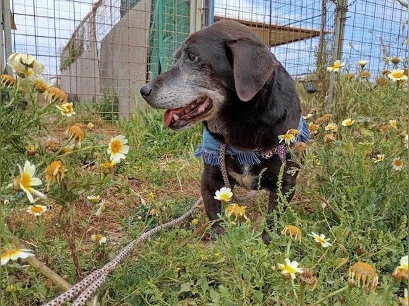 Small Ira, ruhige Hundeomi, ca. 15 Jahre, ca. 36 cm, ca. 14 kg