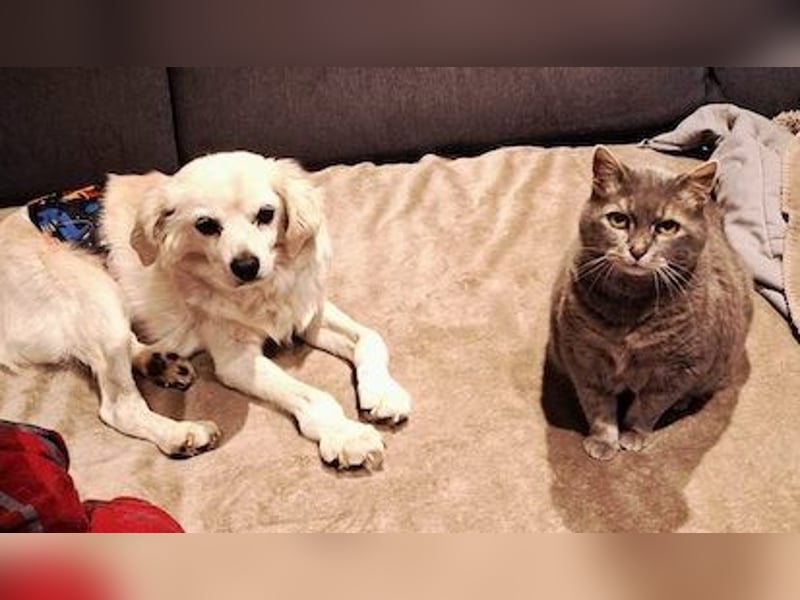 Emil, kleiner Herzenshund, ca. 14 Jahre, ca. 36cm, ca. 9kg *in 52457 Aldenhoven*