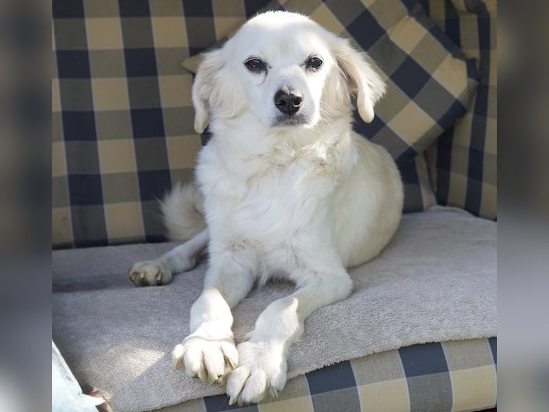 Emil, kleiner Herzenshund, ca. 14 Jahre, ca. 36cm, ca. 9kg *in 52457 Aldenhoven*