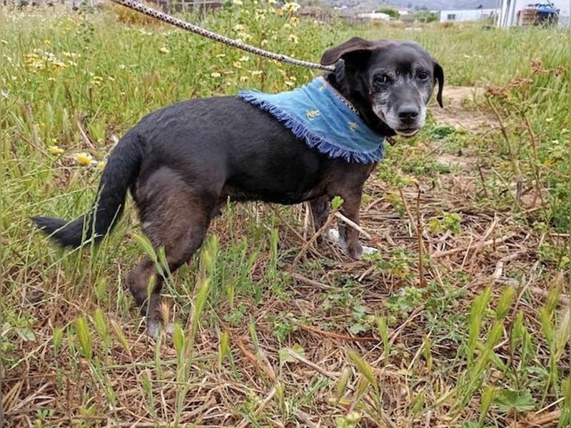 Small Ira, ruhige Hundeomi, ca. 15 Jahre, ca. 36 cm, ca. 14 kg