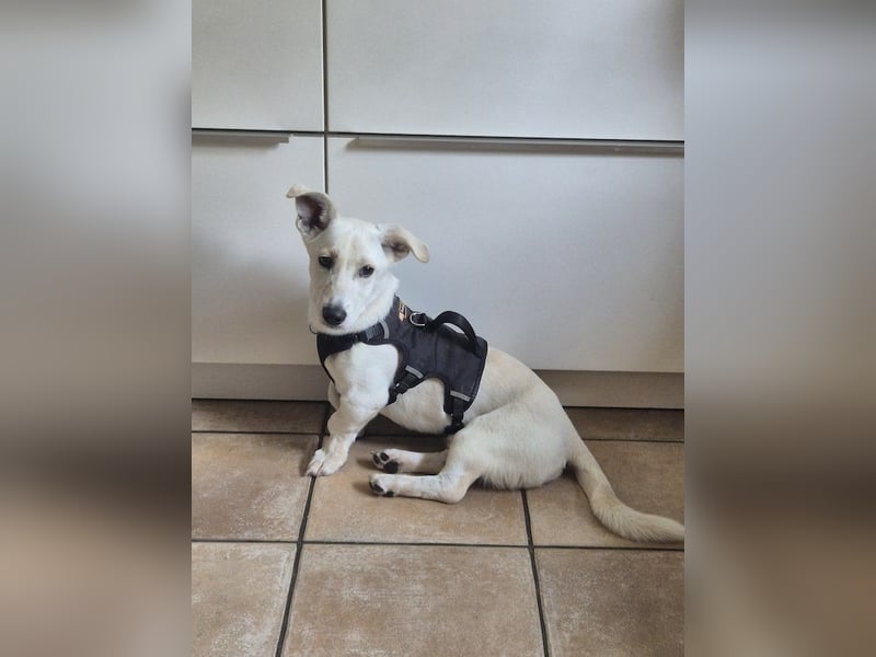 Bob, zurückhaltender Herzensbrecher, ca. 8 Monate, ca. 30cm, ca. 9kg *in 49326 Melle*