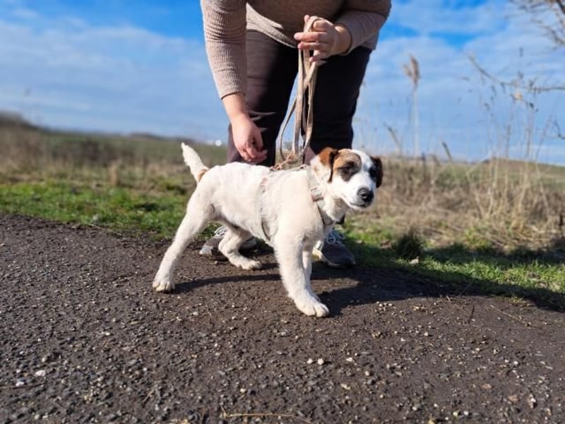 Beethoven, fröhliches Energiebündel, ca. 4 Monate, ca. 30 cm, ca. 5 kg