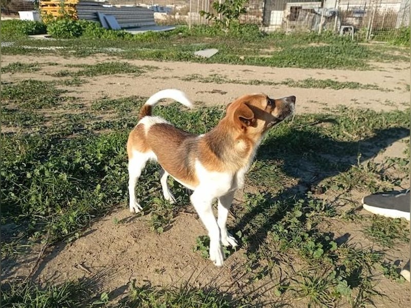 Minimi, selbstbewusstes Energiebündel, ca. 2 Jahre, ca. 30 cm, ca. 5 kg