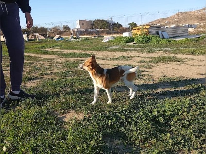 Minimi, selbstbewusstes Energiebündel, ca. 2 Jahre, ca. 30 cm, ca. 5 kg