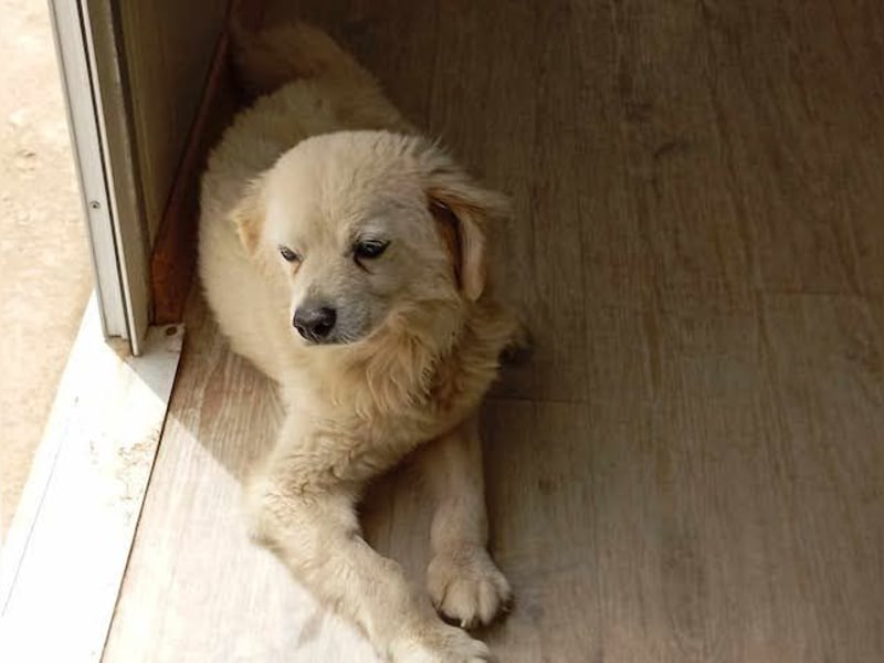 Ivan, kleiner Herzenshund, ca. 13 Jahre, ca. 36cm, ca. 9kg *in 52457 Aldenhoven*