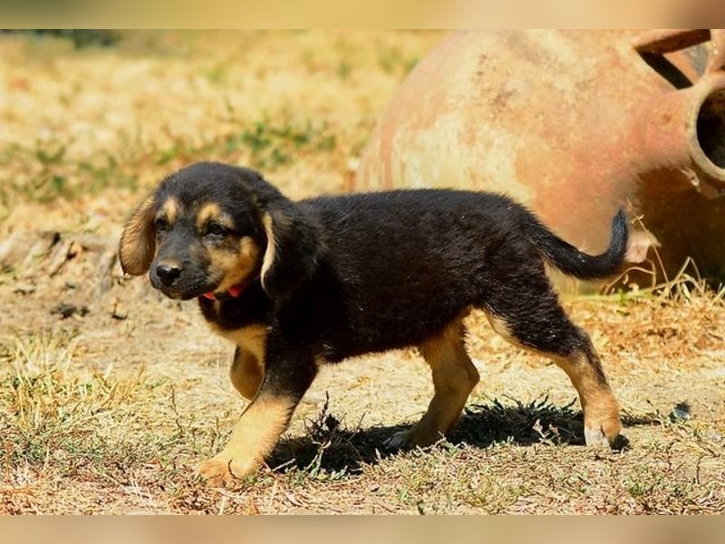 Faye, fröhliche Welpenmaus, ca. 3 Monate, ca. 38 cm, ca. 6kg