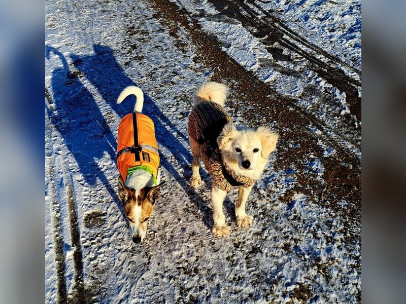 Ivan, kleiner Herzenshund, ca. 13 Jahre, ca. 36cm, ca. 9kg *in 52457 Aldenhoven*