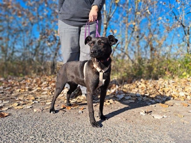 Hedike, sanfte Schönheit, ca. 2 Jahre, ca. 38 cm, ca. 10 kg *in 79585 Steinen*