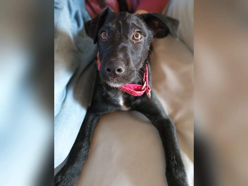 Malia, zuckersüßes Welpenmädchen, ca. 4 Monate, ca. 27 cm, ca. 5 kg *in 88299 Leutkirch*