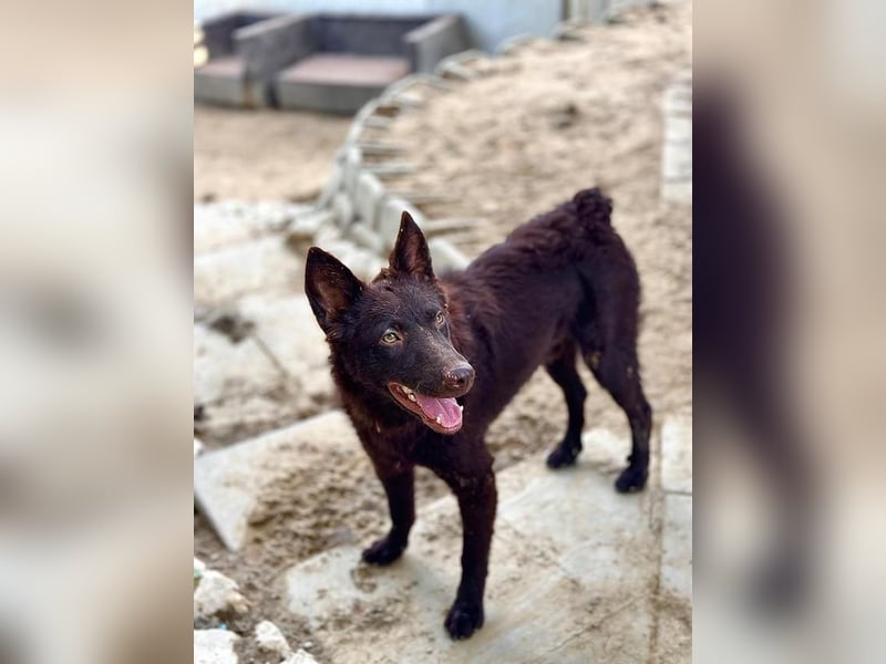 Frodó, lustiges Kämpferherz, ca. 6 Monate, ca. 38 cm, ca. 8kg