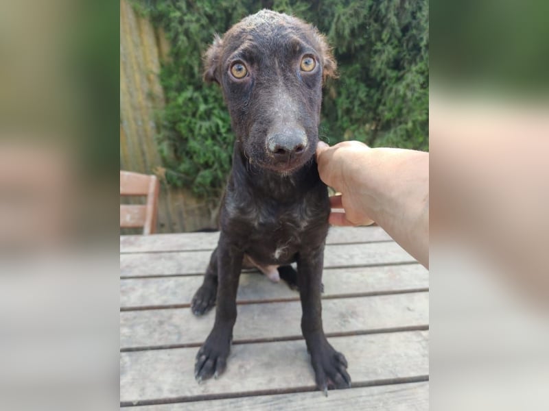 Frodó, lustiges Kämpferherz, ca. 6 Monate, ca. 38 cm, ca. 8kg