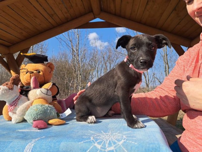 Berta, neugierige Kuschelmaus, ca. 2 Monate, ca. 22 cm, ca. 3 kg