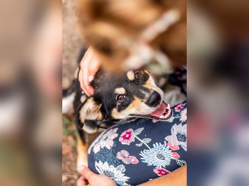 Berci, sympathischer Jungspund, ca. 9 Monate, ca. 40cm, ca. 9kg