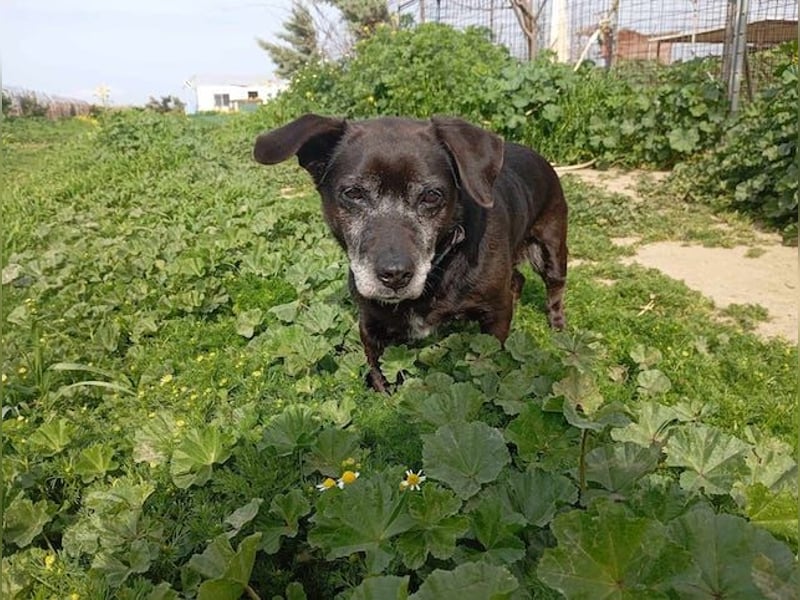 Small Ira, ruhige Hundeomi, ca. 15 Jahre, ca. 36 cm, ca. 14 kg