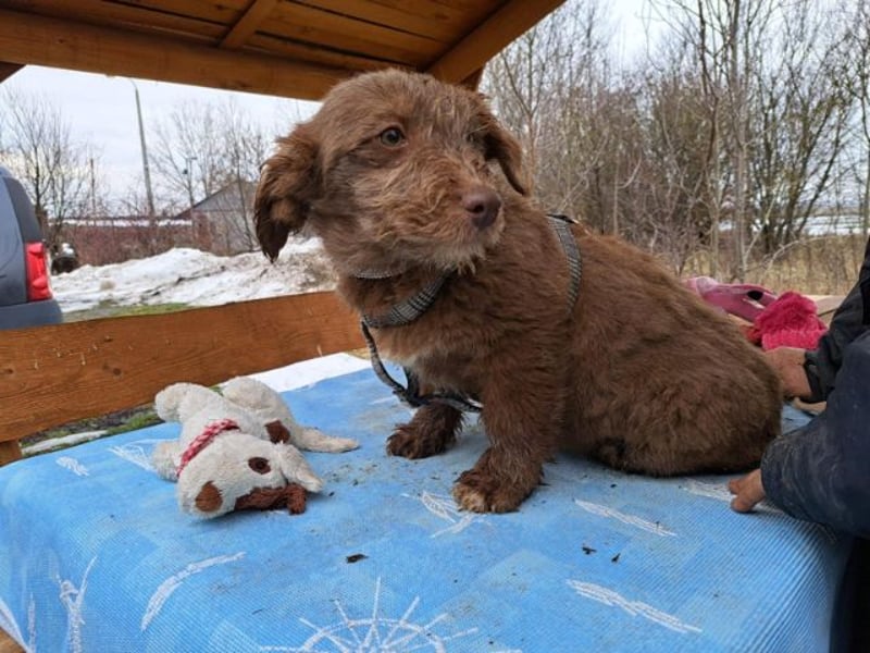 Marilyn, sanfte Welpenmaus, ca. 4 Monate, ca. 25 cm, ca. 6 kg *in 88299 Leutkirch*