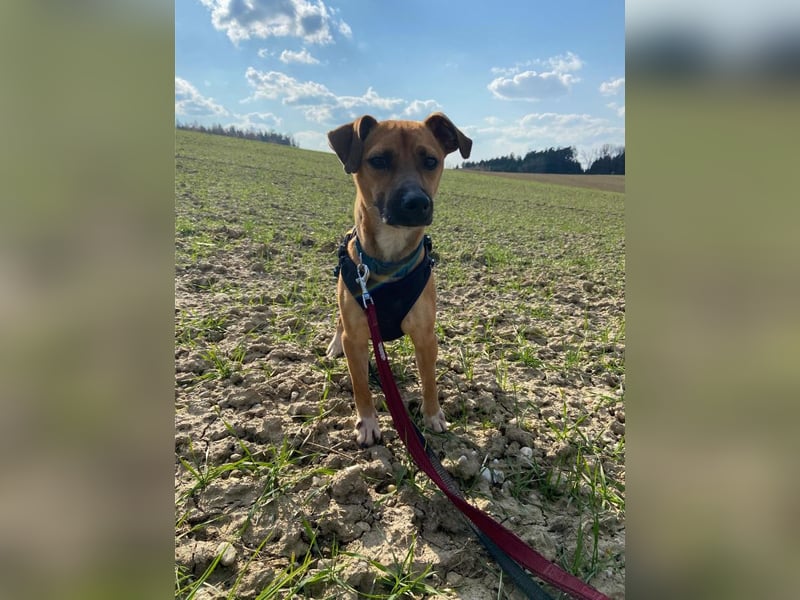 Rudolf, fröhlicher Hundemann, ca. 2 Jahre, ca. 30 cm, ca. 6 kg *in 84184 Tiefenbach*