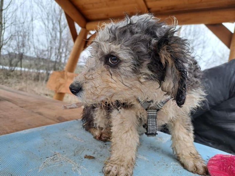 Marlon, zartes Seelchen, ca. 3 Monate, ca. 30 cm, ca. 7 kg