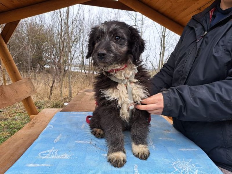 Movita, kleiner Sonnenschein, ca. 3 Monate, ca. 30 cm, ca. 8 kg