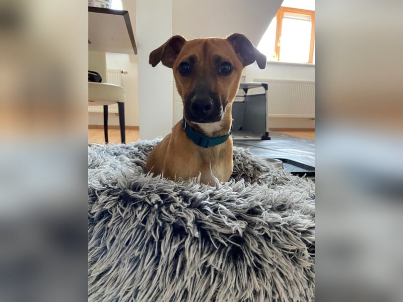 Rudolf, fröhlicher Hundemann, ca. 2 Jahre, ca. 30 cm, ca. 6 kg *in 84184 Tiefenbach*