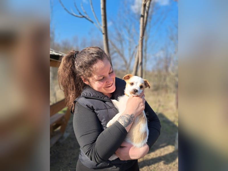 Ida, selbstbewusste Welpendame, ca. 2 Monate, ca. 22 cm, ca. 3 kg