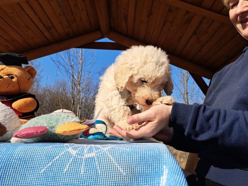 Louis, mutiger Welpe, ca. 3 Monate, ca. 22 cm, ca. 3 kg