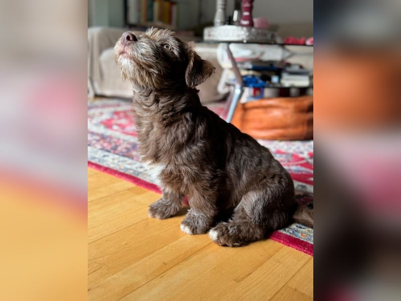 Marilyn, sanfte Welpenmaus, ca. 4 Monate, ca. 25 cm, ca. 6 kg *in 88299 Leutkirch*