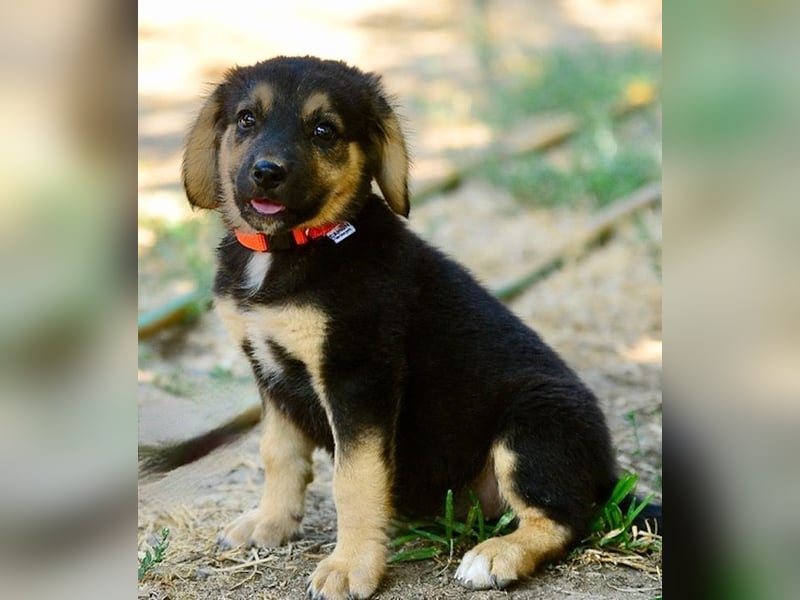 Faye, fröhliche Welpenmaus, ca. 3 Monate, ca. 38 cm, ca. 6kg